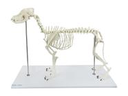 Esqueleto de Cachorro de Porte Grande