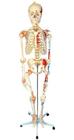 Esqueleto Humano 1,68 cm com Ligamentos, Articulados e Muscular