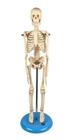 Esqueleto Humano 45 cm Altura Articulado, Anatomia