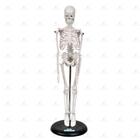 Esqueleto humano 45 cm c/ base e suporte sd5002b