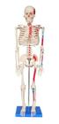 Esqueleto Humano 85 cm Altura, Articulado com Inserções Musculares
