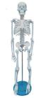 Esqueleto Humano 85 cm Altura Articulado Modelo Anatomia