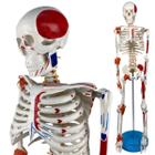 Esqueleto Humano 85 Cm com Inserções Musculares E Ligamentos