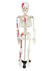Esqueleto Humano 85 cm com Origens, Inserções Musculares com Haste e Suporte