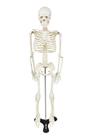 Esqueleto humano 85 cm de altura c/ suporte sd5002