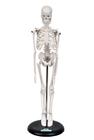 Esqueleto Humano de 45 cm Altura com Suporte, Anatomia