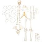 Esqueleto Humano Desarticulado Tam. Natural, Anatomia