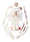 Esqueleto Humano Desarticulado Tam. Natural Origem e Inserção