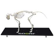 Esqueleto natural de gato articulado (felis catus) sd7000