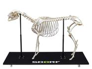 Esqueleto natural de ovelha articulado (ovis aires) sd7300