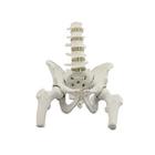 Esqueleto Pélvico Feminino Vértebra Lombar E Cabeça De Fêmur