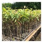 Eucalipto Citriodora p/ Arborização 10g