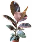 Ficus elastica Ruby adulta de 70 a 90 cm