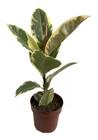 Ficus Elástica Tineke Variegata P17 Planta Exótica E Rara