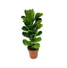 Ficus Lyrata - 50 a 70cm