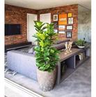 Ficus Lyrata Artificial Planta Grande Decoração Sala 1.30m