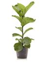 Ficus Lyrata Bambino + Vaso Decorativo - Mini Plantas