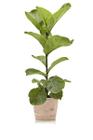 Ficus Lyrata Bambino + Vaso Decorativo - Mini Plantas
