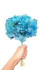 Flor De Hortência Azul Seca Natural Decoração