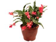 Flor de maio para sua decoração paisagismo jardim