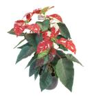 Flor Do Natal Bico-de-papagaio Poinsétia Red Gliter Adulta