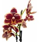 Flor Orquídea Mini Phalaenopsis Exótica Planta Adulta N73 Decoração Natural Ambientes Jardins Beleza