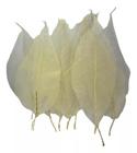 Folha De Magnolia Esqueletizada Folhagem Pingente Natural - FLORA FULL