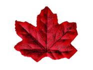 Xarope De Bordo Maple Topping Canada - 15% - Hachi8