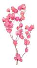 Galho Com Flor De Primavera Colada Seca Natural Rosa Pink