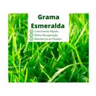Grama Esmeralda Verde 800g Envio Emediato