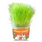 Grama Mister- Gramado Para Gato- kit com 4 potinhos de gramas - Mister