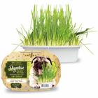 Graminha Para Cães Green Digestive Grass Ipet - 50g