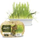 Graminha Para Gatos Green Digestive Grass Ipet - 50g