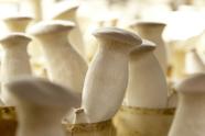Itens para Cultivar o Mais Deliciosos dos Cogumelos Eryngii