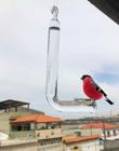Kit 03 Bebedouro de vidro com gancho para pássaros ar livre - Dal acessórios de vidro