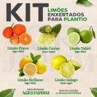 Kit 05 Mudas de Limão Enxertado Para Plantio