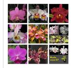 Kit 10 Cattleya E Orquidea Variadas - Ofertas Especial - 01 - orquidario DF