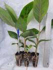 Kit- 10 Mudas De Banana Grand Nine - Melhorada Geneticamente - Mudas Herculandia