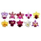 Kit 10 Mudas Orquídea Cattleya Identificadas !super - Orquiflora