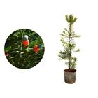 Kit 15 Mudas de Podocarpo 50 a 80cm AMK - Plantas Online