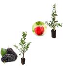 Kit 2 Mudas - 1 Acerola Doce + 1 Amora Italiana Gigante - AMK - Jardinagem e Paisagismo