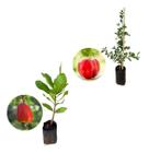 Kit 2 Mudas - 1 Acerola Doce + 1 Caju Anão Vermelho - AMK - Jardinagem e Paisagismo