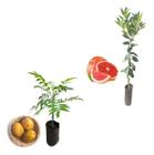 Kit 2 Mudas - 1 Cajá Manga Anã + 1 Laranja Sanguínea - AMK - Jardinagem e Paisagismo