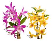 Kit 2 Orquídeas Dendrobium Stardust's ! Plantas Adultas !
