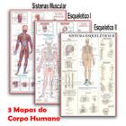 Kit 3 Mapas - Sistema Muscular - Esquelético 1 - Esquelético 2 - 120x90cm