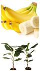 Kit - 3 Mudas De Banana Grand Nine - Melhorada Geneticamente