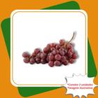 Kit 3 Mudas de Uva Niágara Rosada Enxertada Vitis labrusca L.