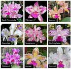 KIT 3 Orquídeas Amethystoglossas - Jardim com Flores