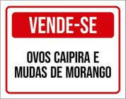 Kit 3 Placas Sinalização Vende-Se Ovos Caipira Mudas Morango