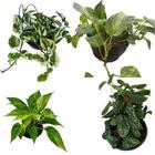 Kit 4 Jiboias Plantas Naturais Epripemnum Aureum - Prateada - Verde - Variegata V10